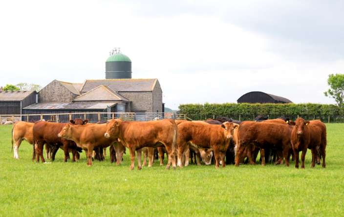 cows on the farm